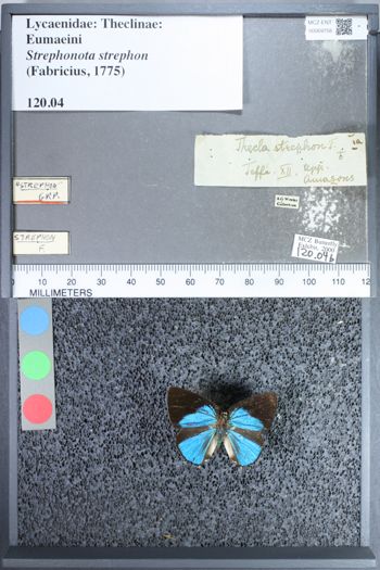 Media type: image;   Entomology 69758